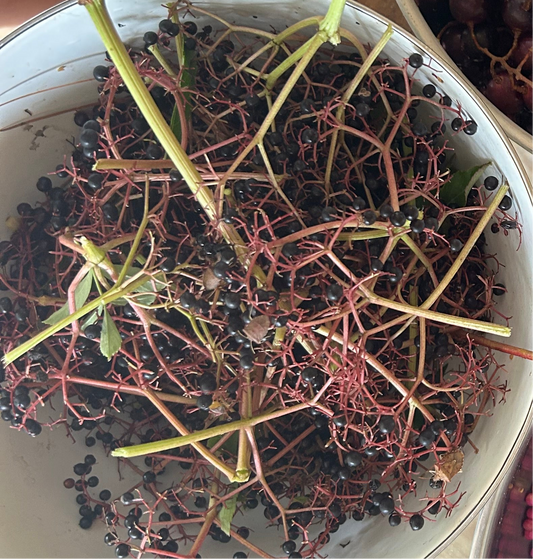 Elderberry jelly 8 oz