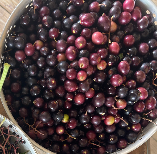 Muscadine Grape Jelly 8oz
