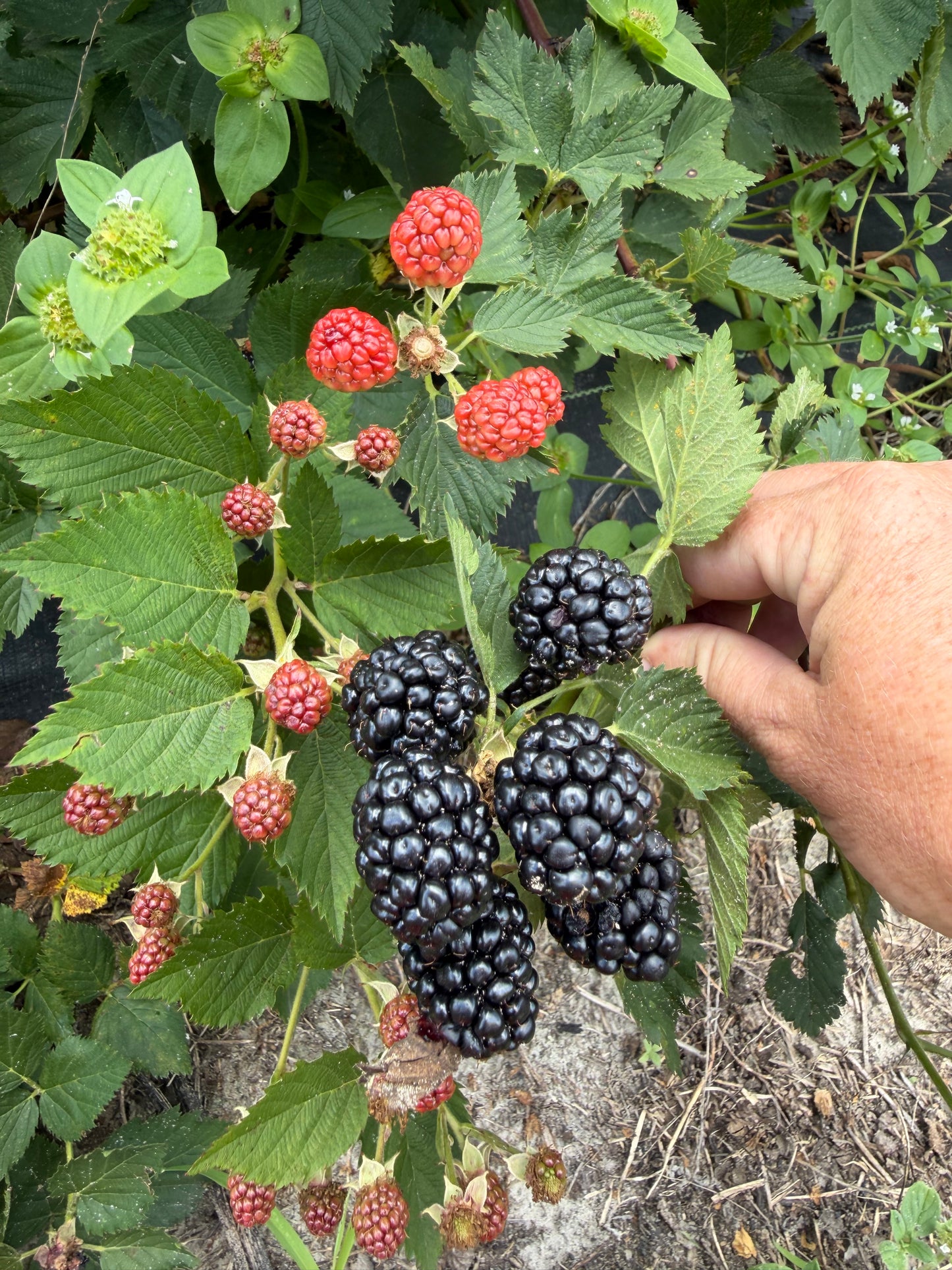 BlackBerry Jelly (seedless jam)