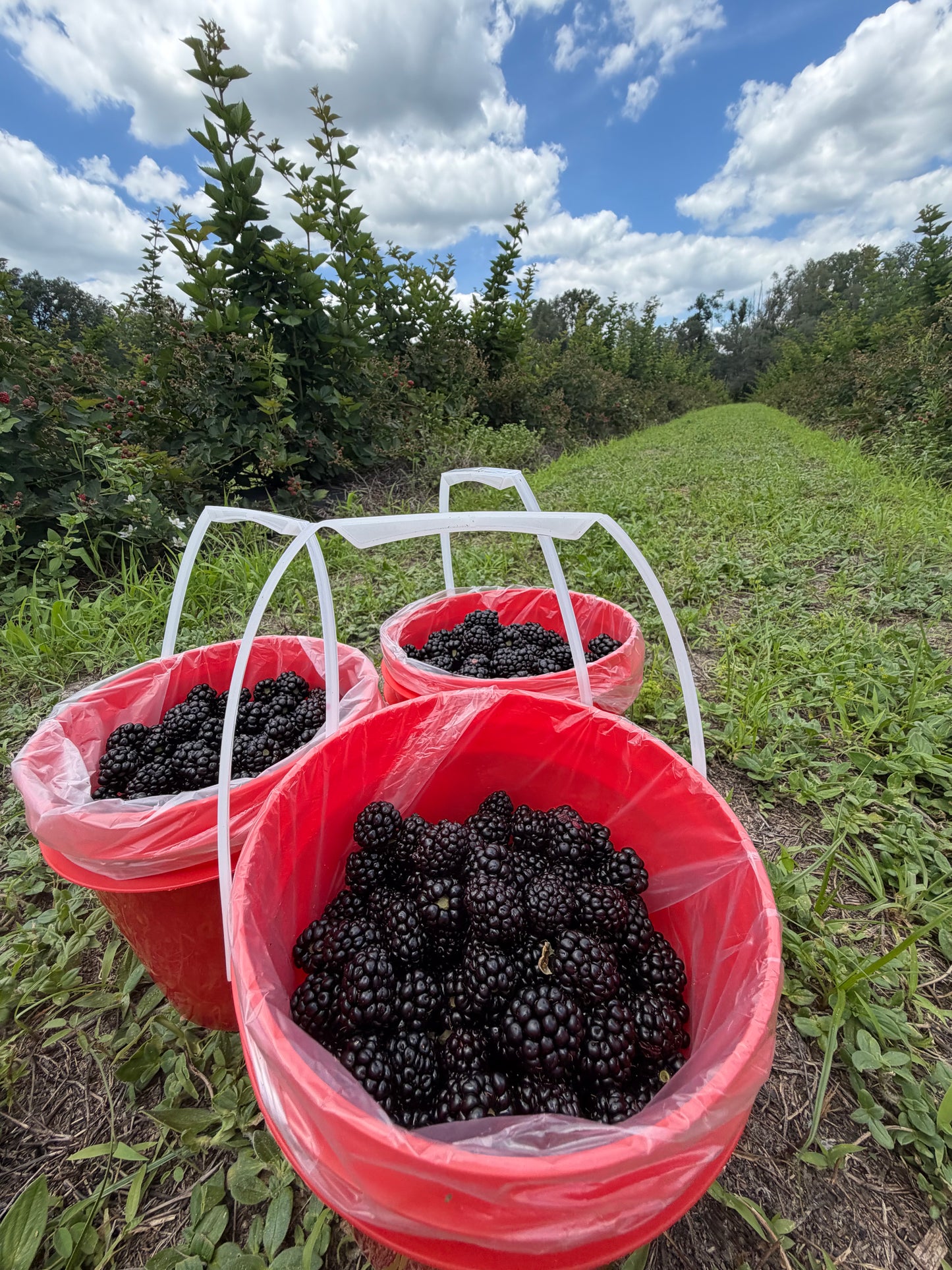 BlackBerry Jelly (seedless jam)