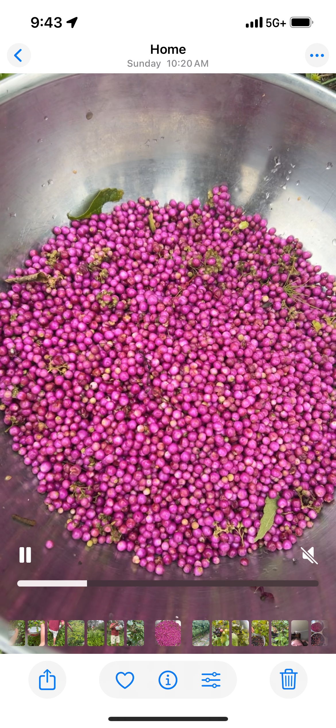 4oz Beauty Berry Jelly