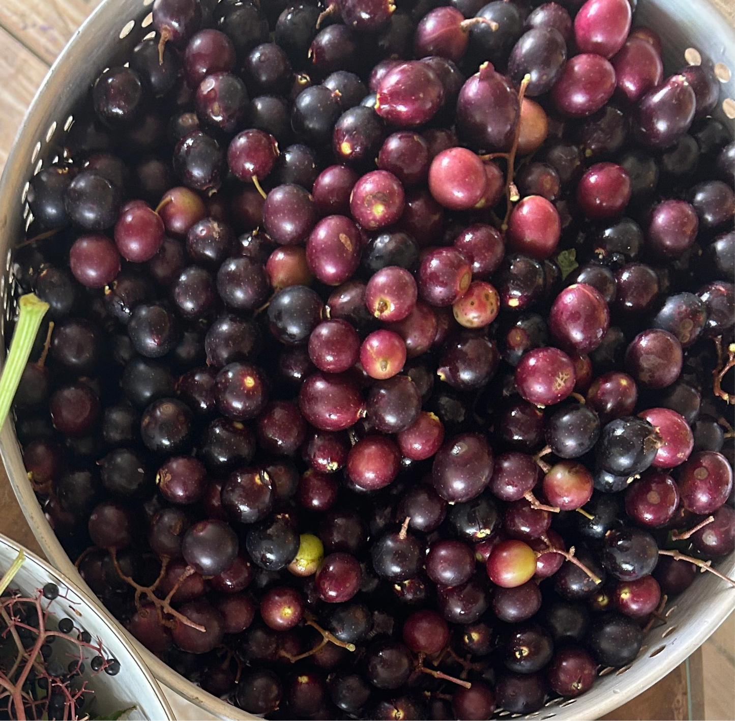 Muscadine Grape Jelly 8oz